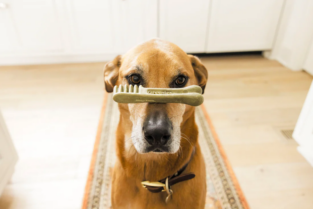 Dog-And-Dental-Treat