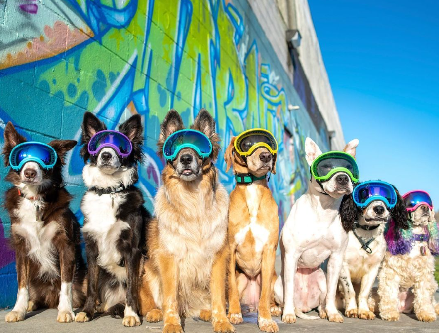 Rex-Specs-Dog-Goggles