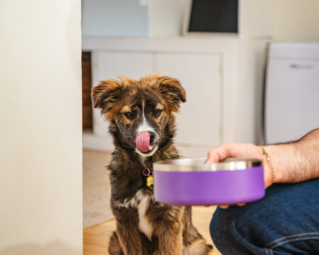 Wellness-Core-Pet-Food