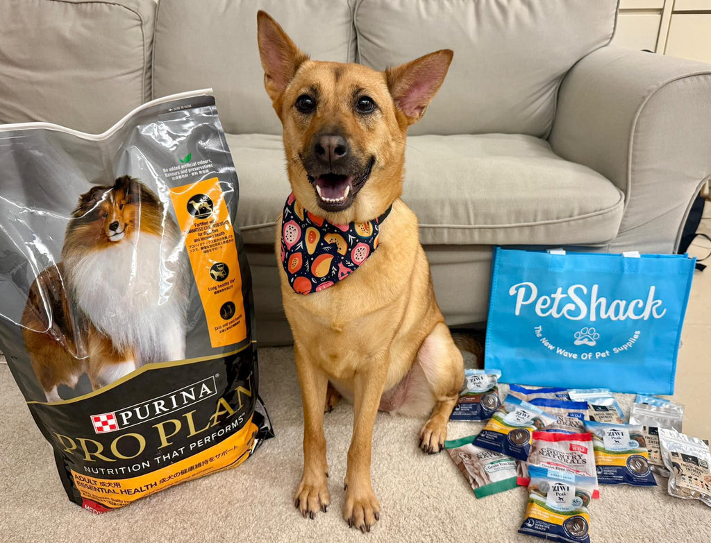Dog sitting next to a Purina Pro Plan bag and PetShack package on a carpeted floor.