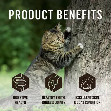 dr_b_barf_frozen_cat_food_turkey