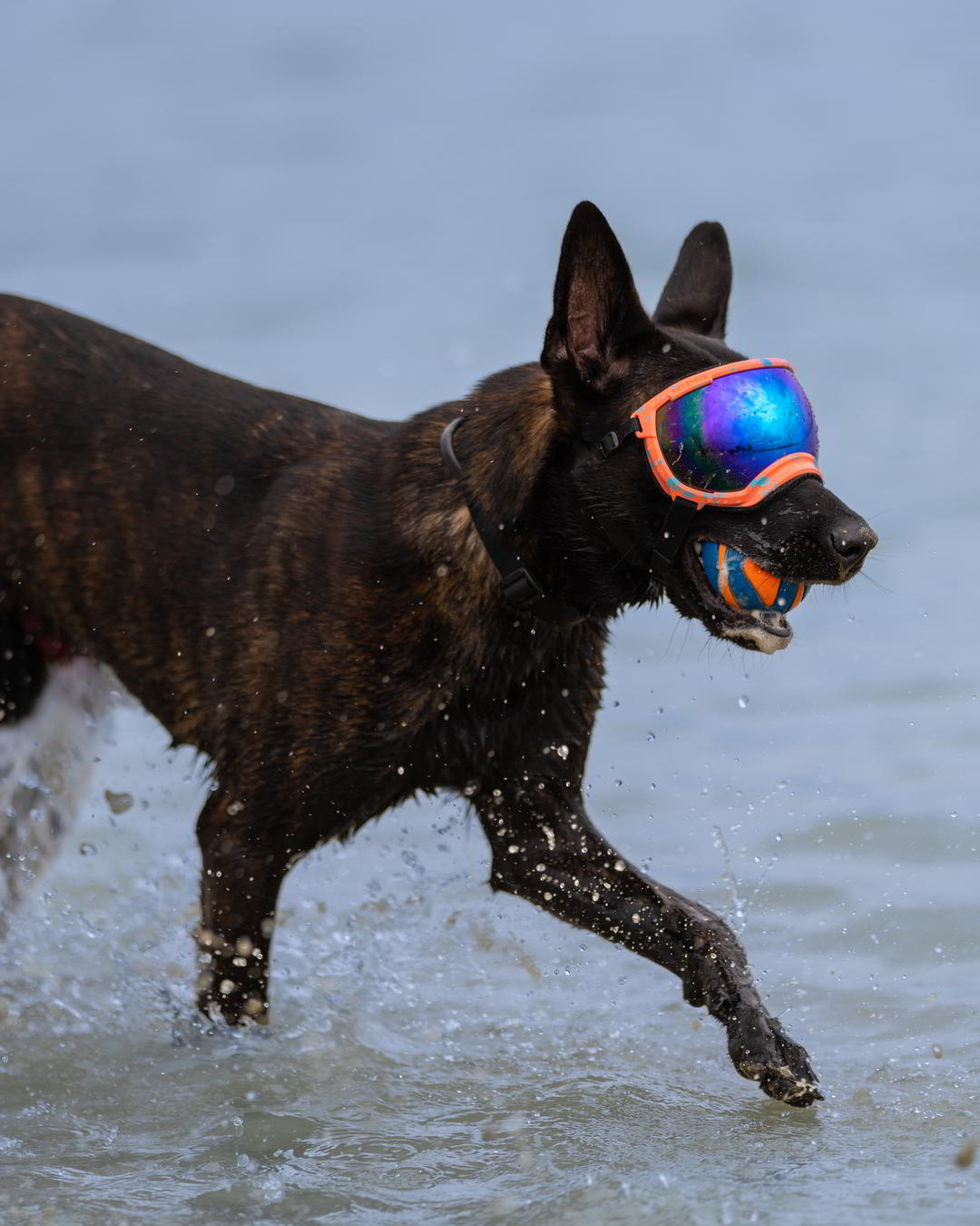 rex specs v2 dog goggles Rex Specs Dog Goggles - V2 - Coral Reef