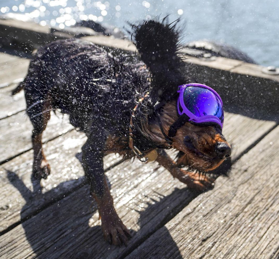 rex specs v2 dog goggles Rex Specs Dog Goggles - V2 - Pike Purple
