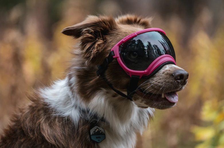 rex-specs-dog-goggles-v2-yazberry-medium