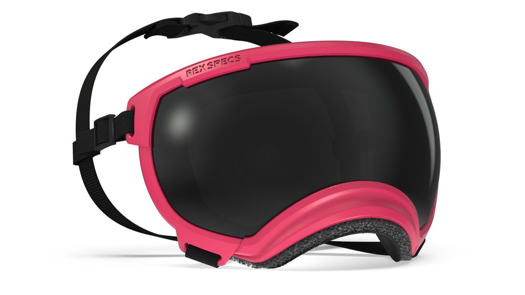 rex-specs-dog-goggles-v2-yazberry-medium