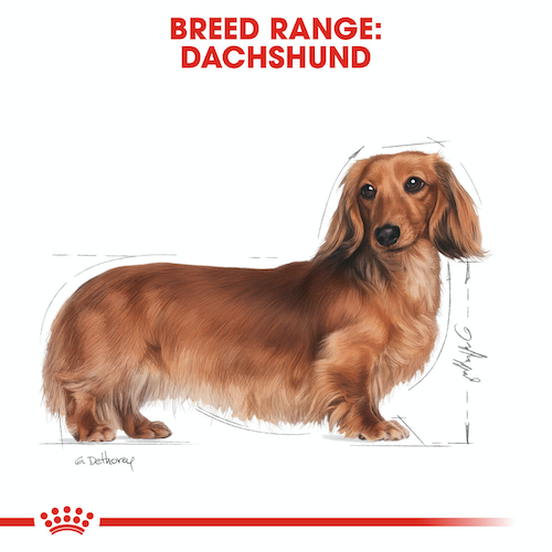 Royal-Canin-Dog-Wet-Food-Dachshund-Adult-Dog-Loaf-85G