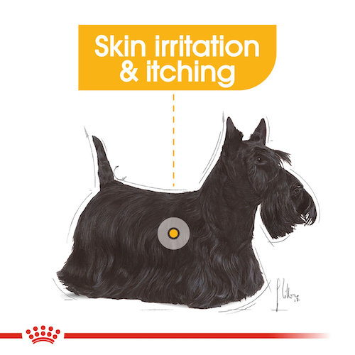 Royal-Canin-Dog-Wet-Food-Dermacomfort-Adult-Dog-Loaf-85G