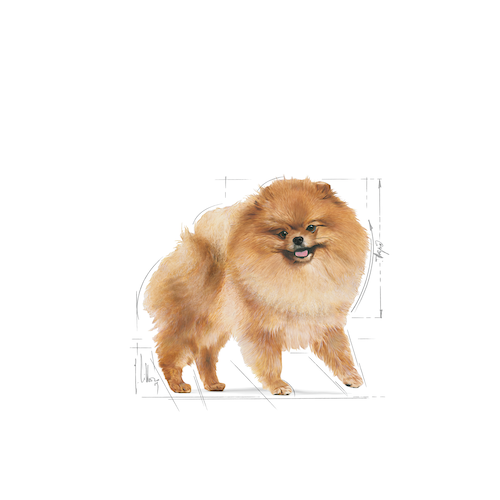 Royal-Canin-Dog-Wet-Food-Pomeranian-Adult-Dog-Loaf-85G