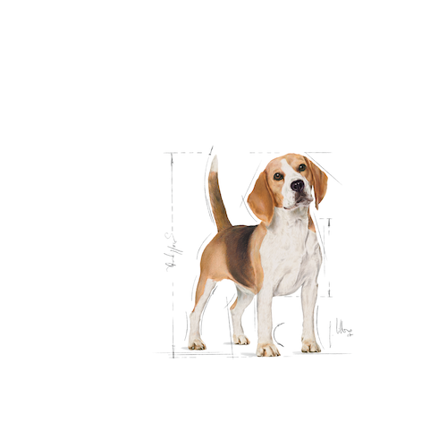 royal-canin-dog-food-beagle-adult-3kg