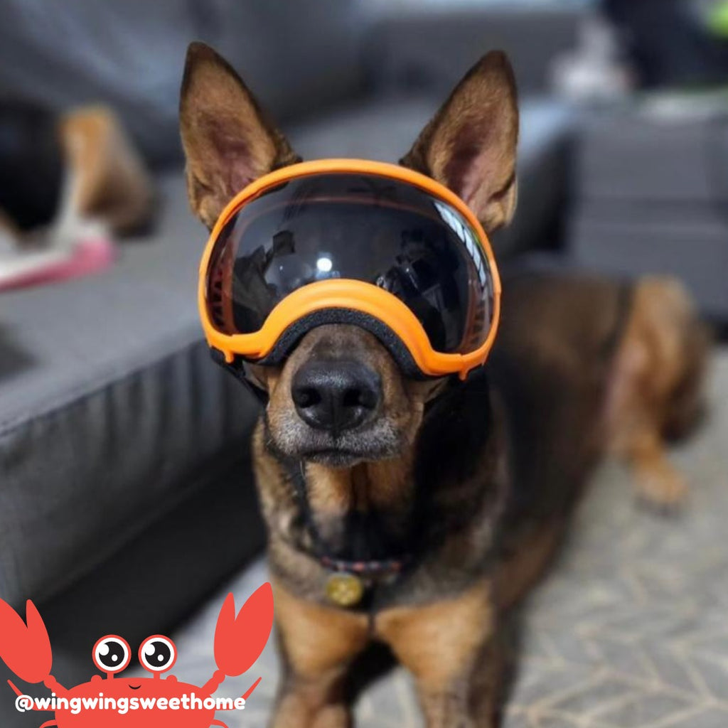Rex-Specs-Dog-Goggles