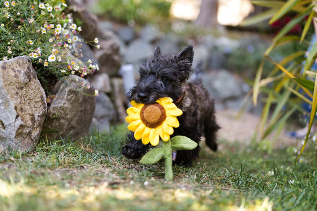 sassy-sunflower-Dog-Toys