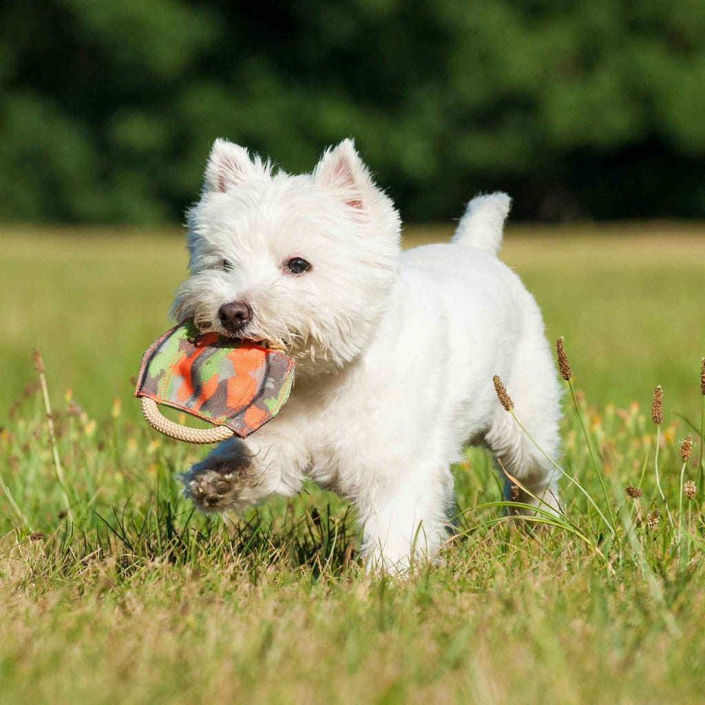 major-dog-frisbee-mini-dog-toys